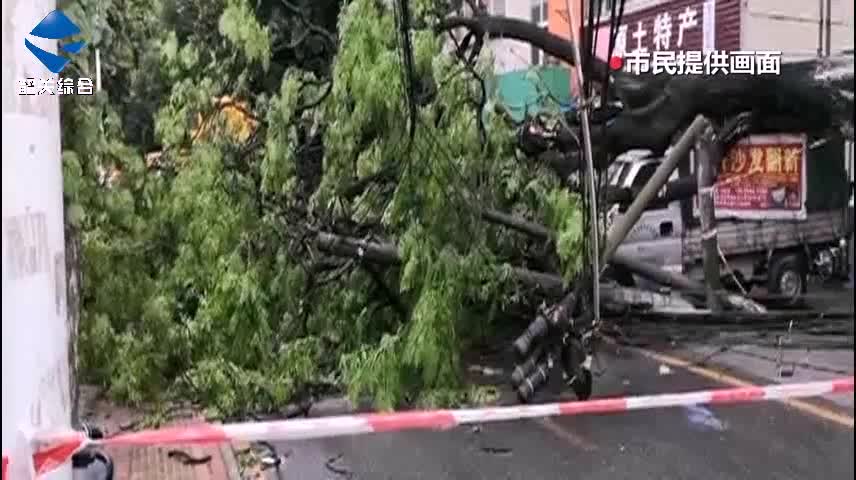 工業(yè)中路一大樹傾倒 強對流天氣注意防范