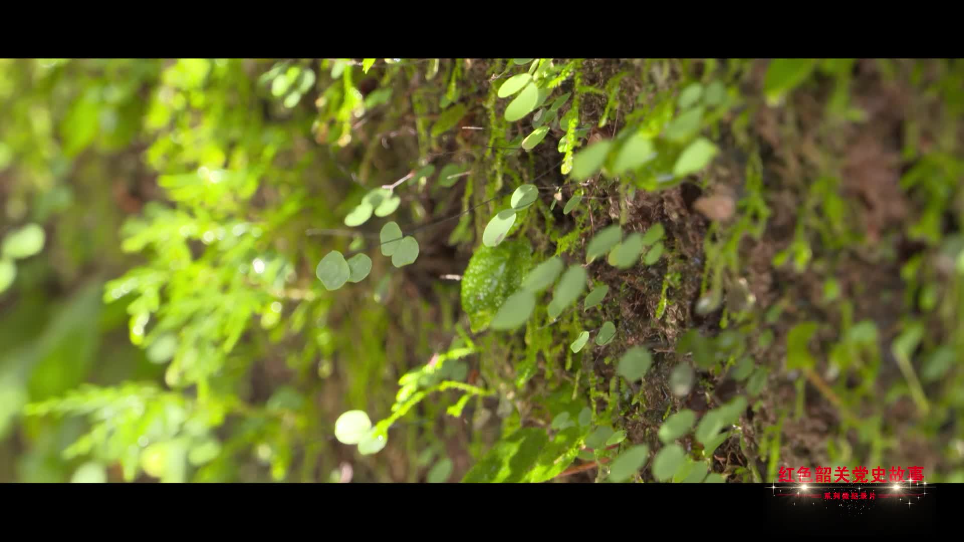 紅色韶關(guān)黨史故事——旗幟