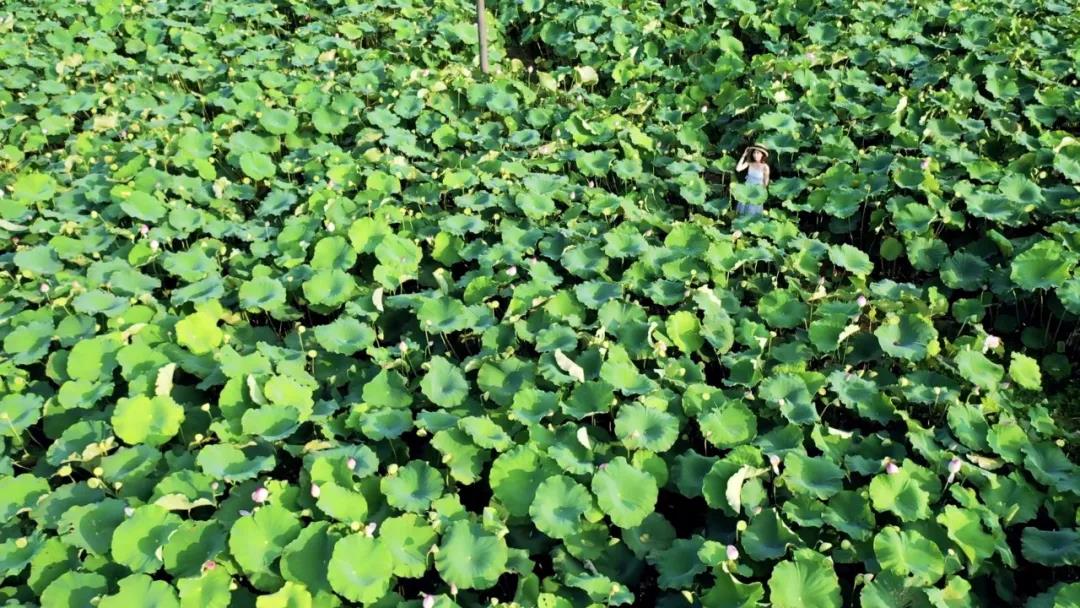 飛閱韶關(guān)·風(fēng)吹過的夏天