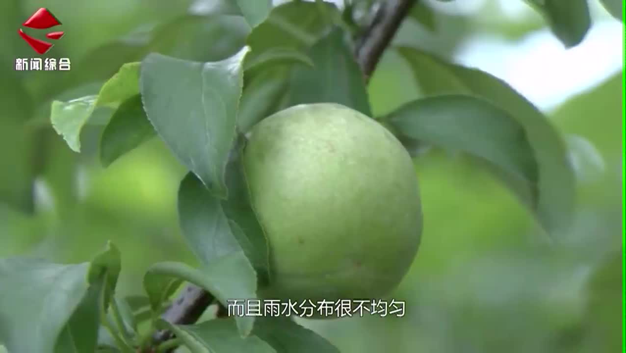 翁源三華李即將成熟上市 農(nóng)技人員指導(dǎo)管理
