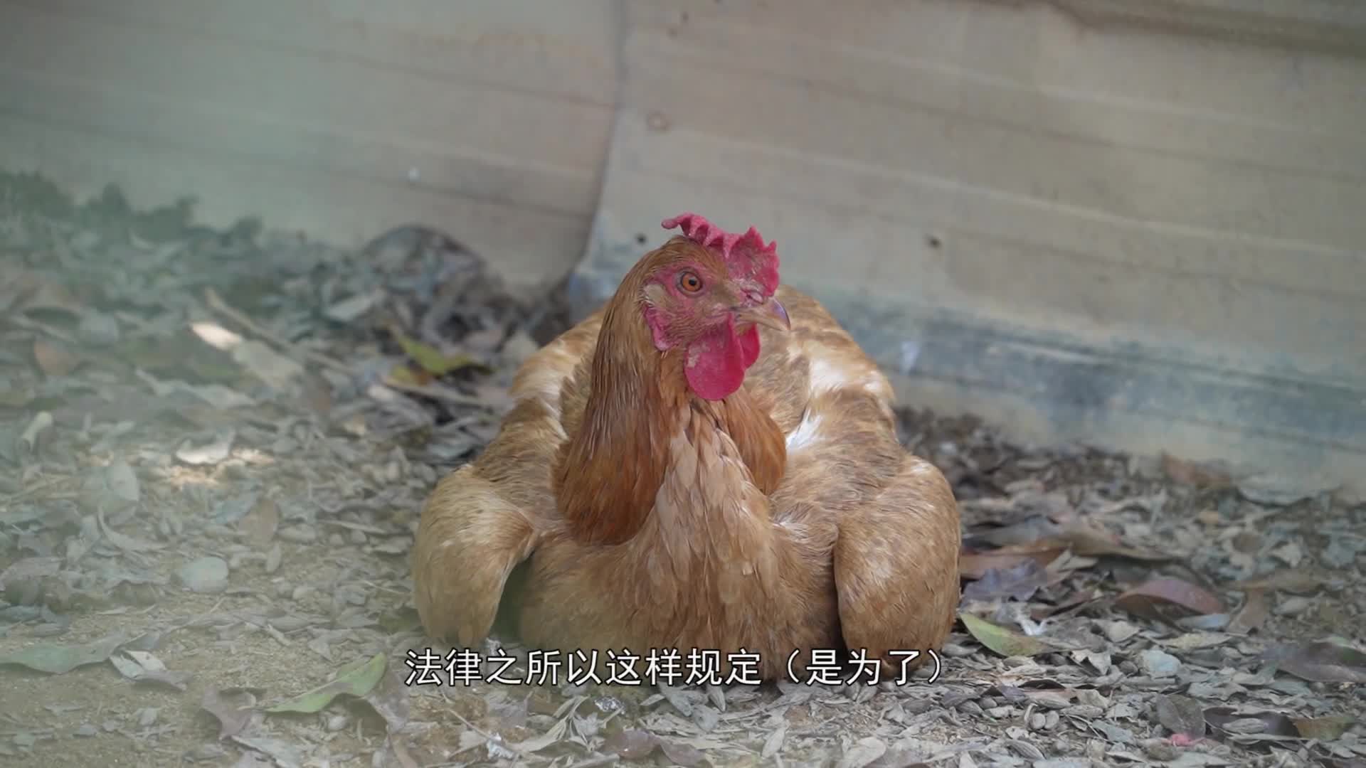 天降公雞砸傷人 誰埋單