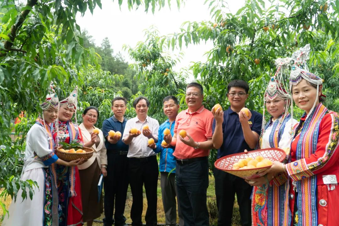 始興：澄江三百畝黃桃進入采摘上市期