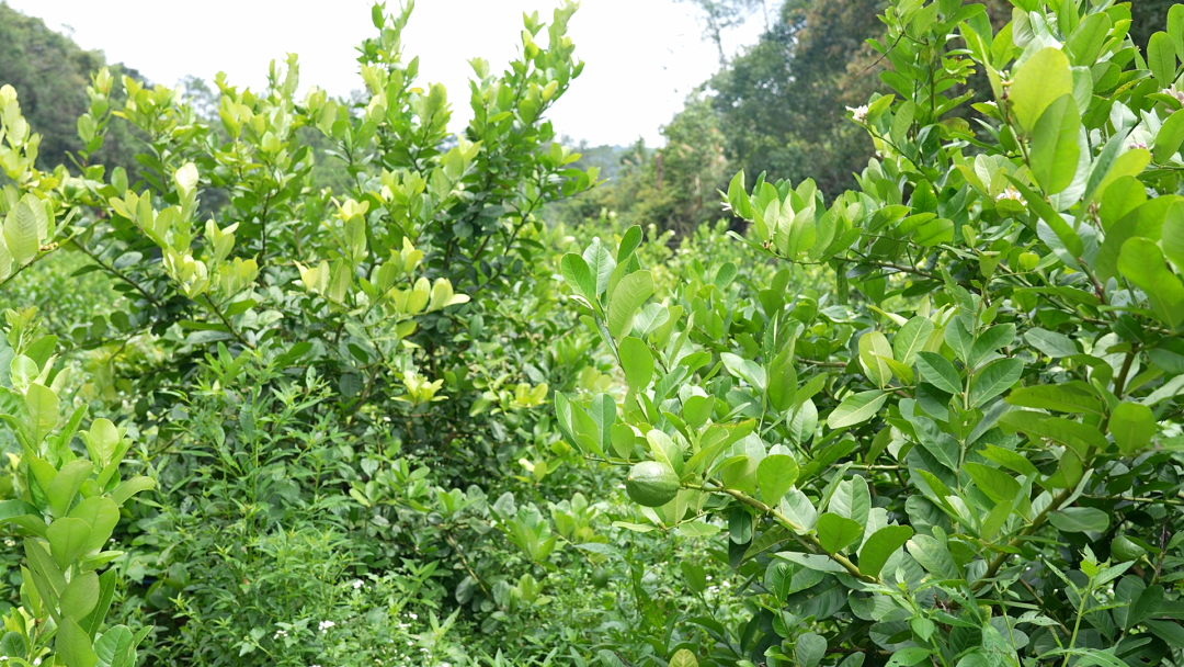 真香！韶關(guān)這里的香水檸檬豐收啦～