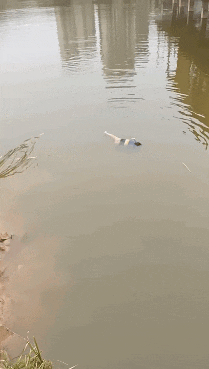 突發(fā)！男童意外落水，這位小哥不顧寒冷躍入水中……