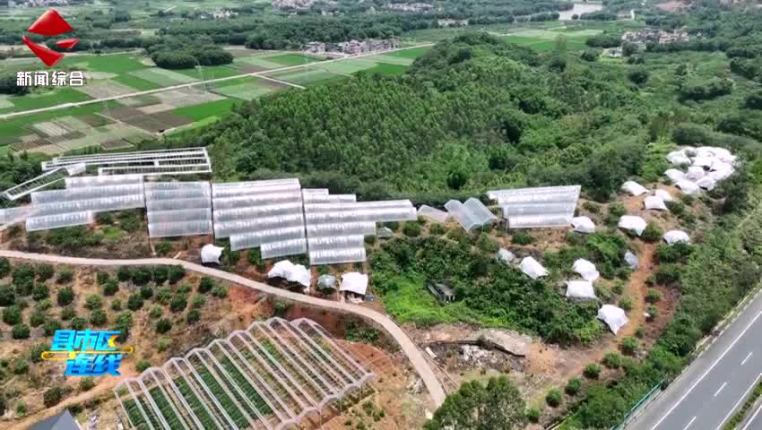 翁源早熟三華李搶“鮮”上市 碩果滿枝產(chǎn)銷旺_0