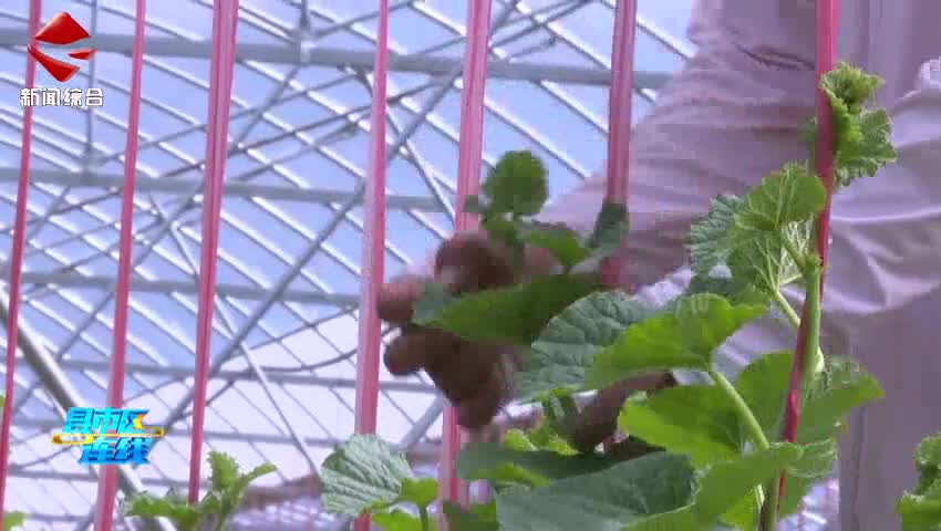 樂昌：大棚香瓜上市