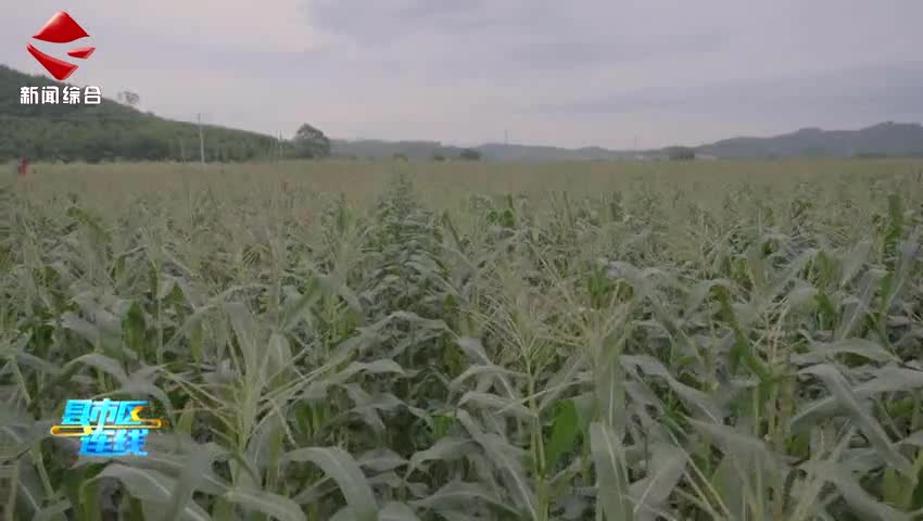 湞江：千畝玉米陸續(xù)成熟上市