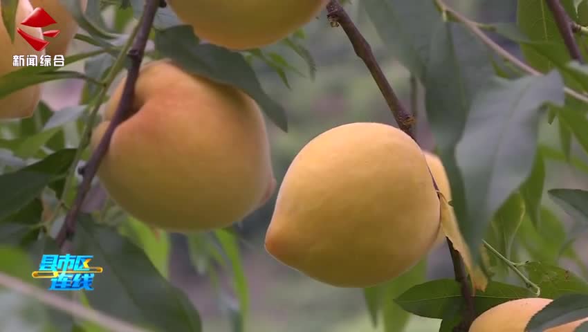 “桃”醉樂昌 開啟甜蜜夏日