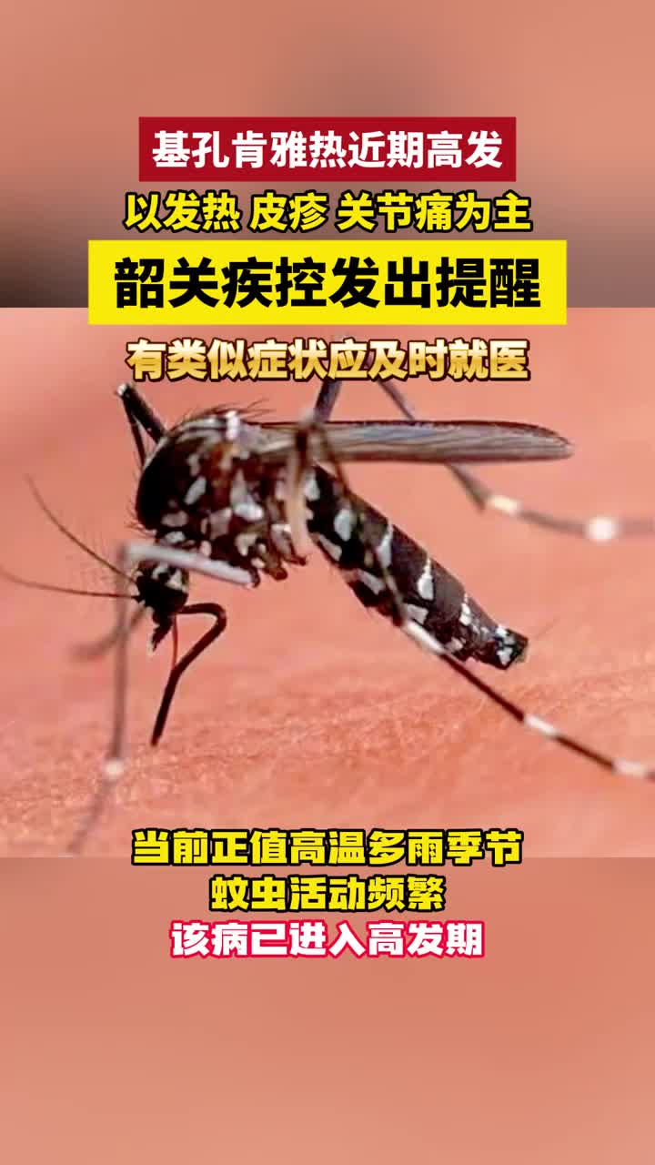 基孔肯雅熱近期高發(fā) 韶關(guān)疾控發(fā)出提醒