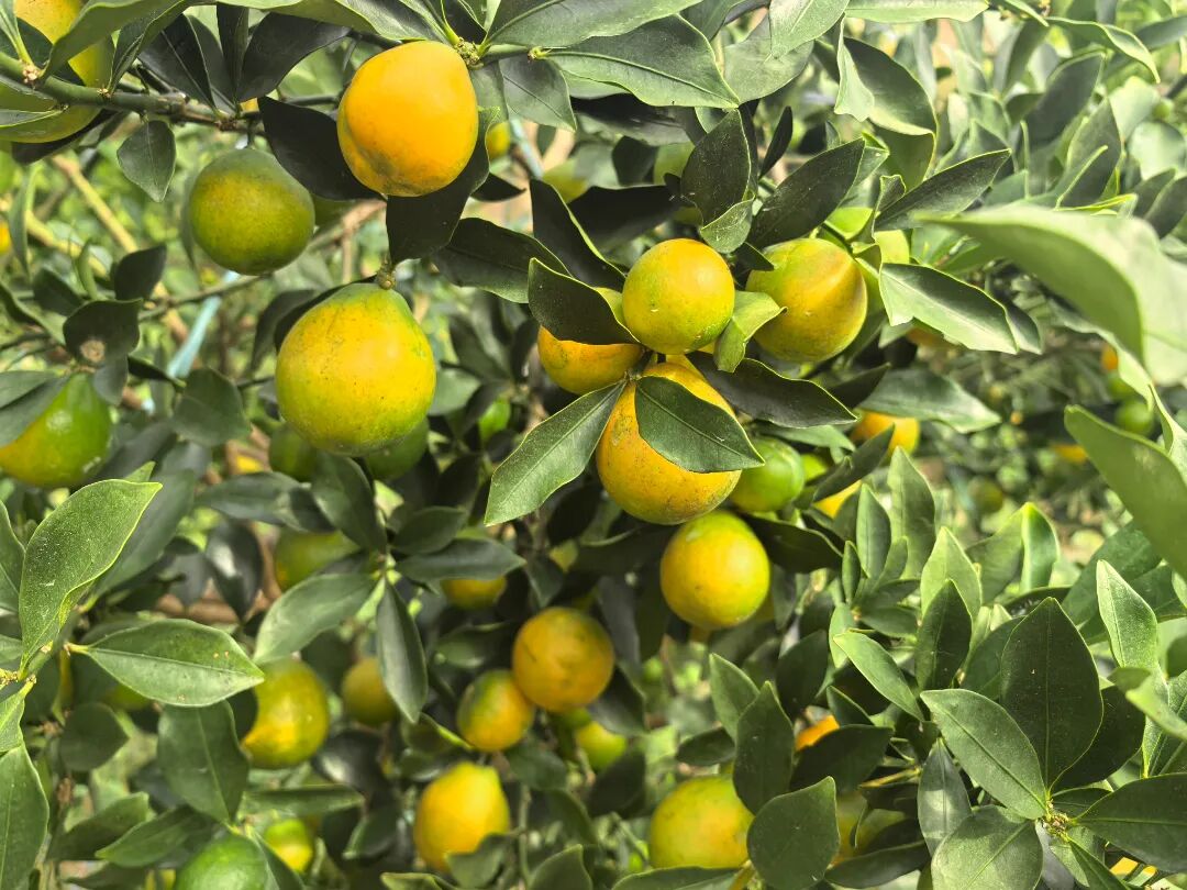 馬市：脆蜜金桔喜豐收 滿樹“金果”似乒乓