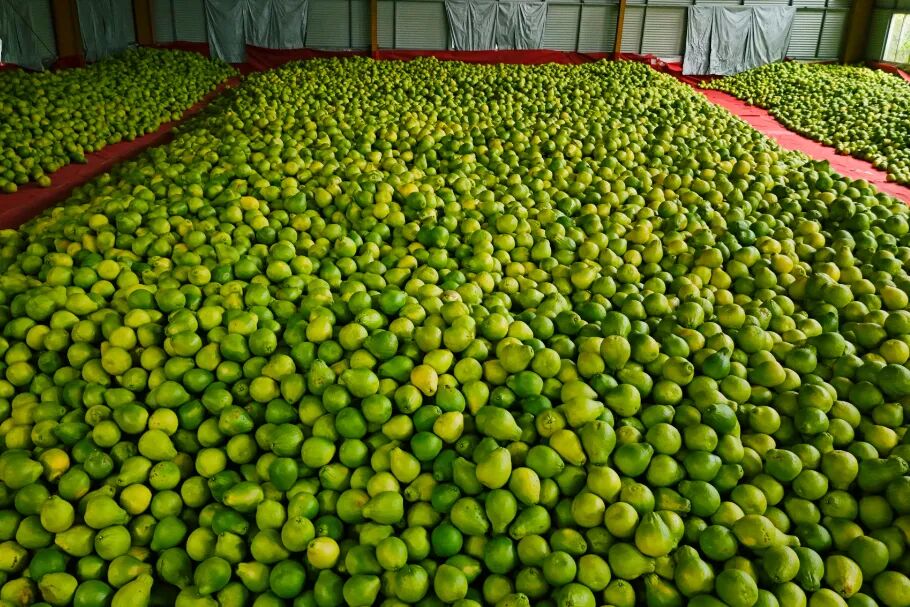 不套袋的“甜蜜”！創(chuàng)發(fā)沙田柚豐收，現(xiàn)摘現(xiàn)吃甜度爆表