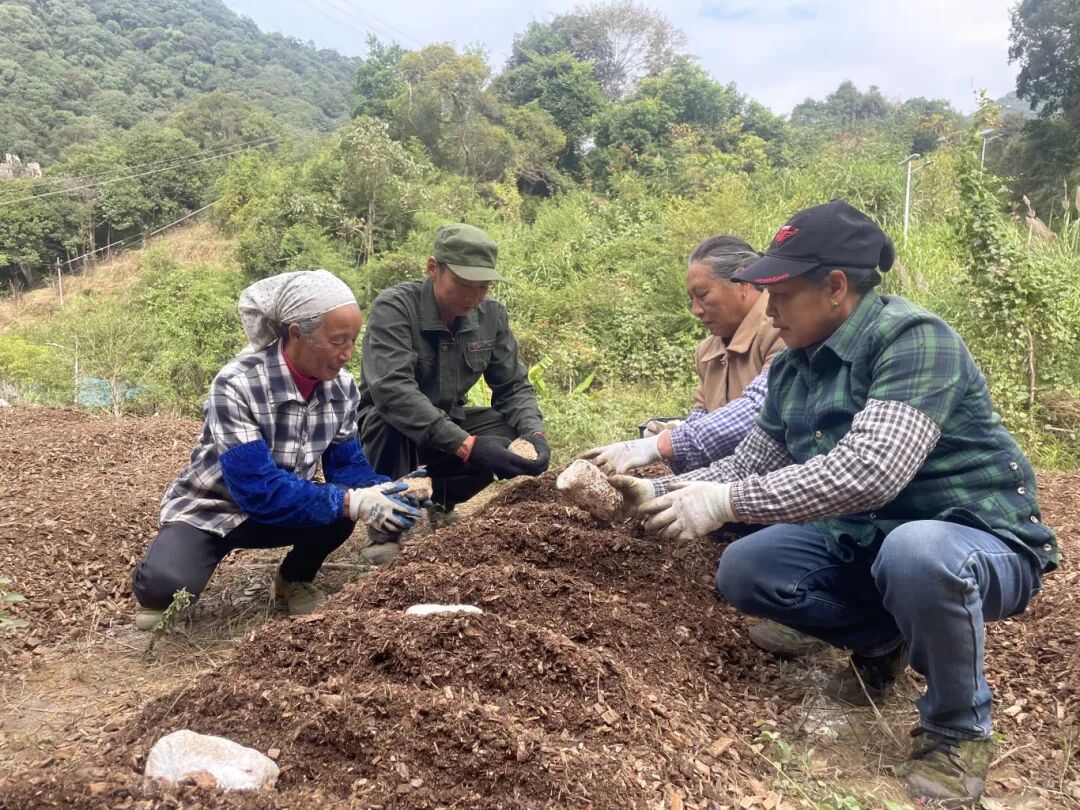 林下種植結(jié)碩果 50畝紅松茸迎種植旺季