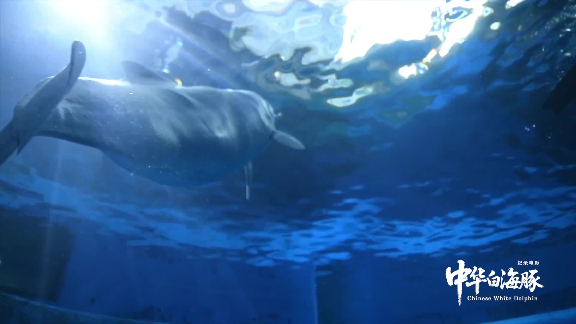 60秒《躍動灣區(qū)》