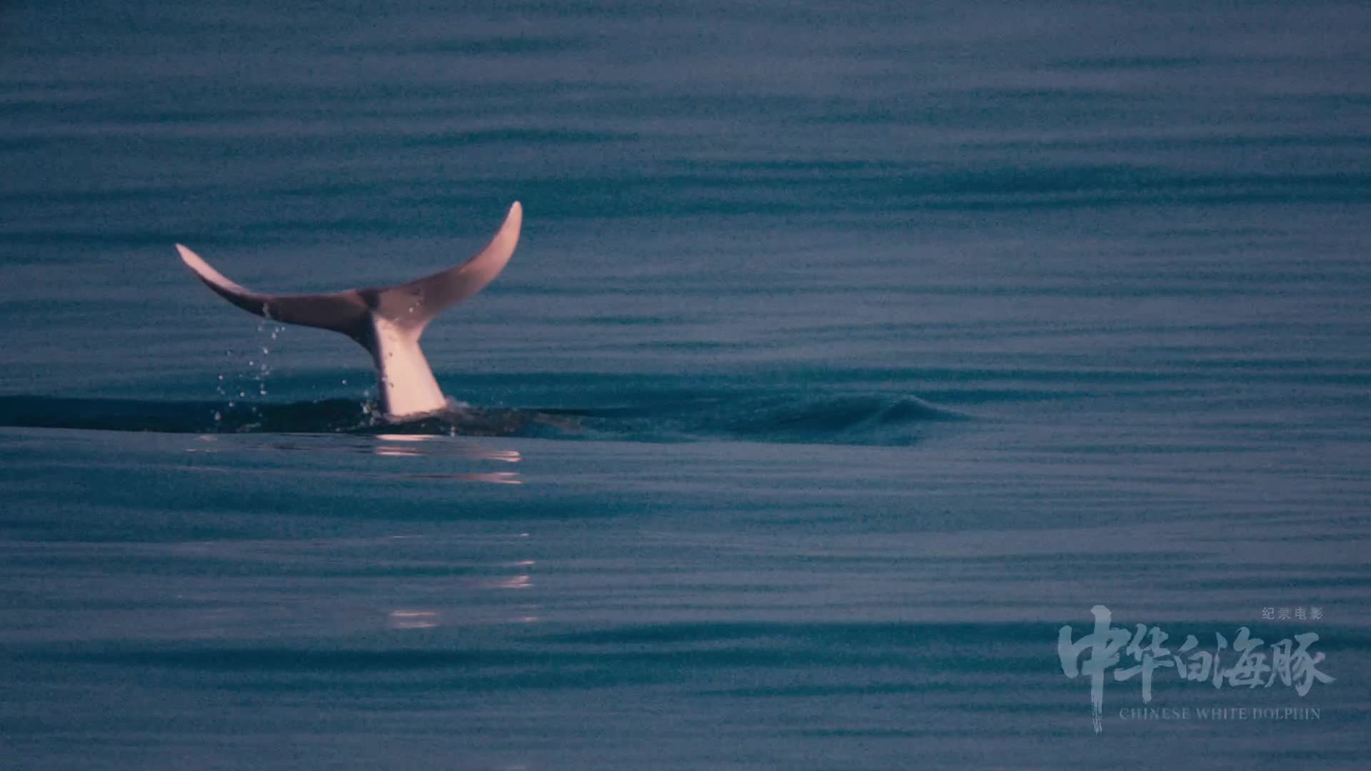 30秒 “海上大熊貓”的生存報告