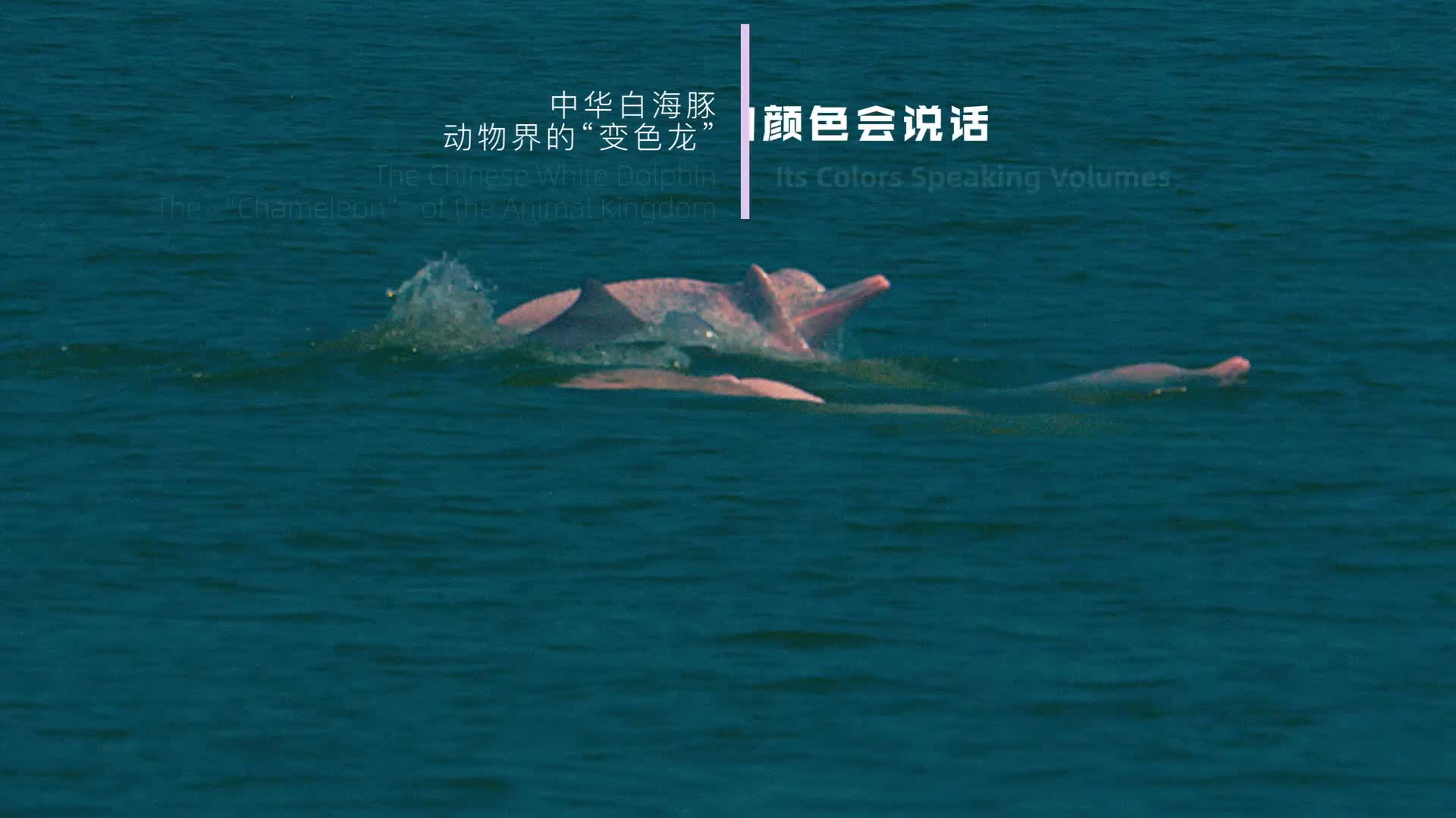 30秒《它的顏色會說話》