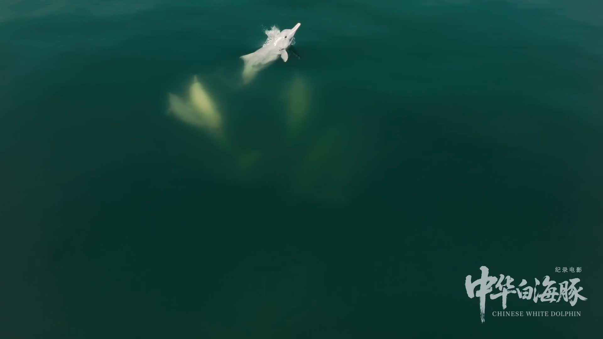 30秒《為它代言》