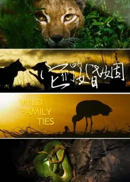 《它们的婚姻》：打破界限的爱恋，一场关于理解与妥协的深刻剖析